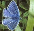 usecommonbluemalefly