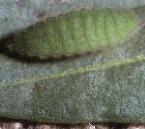 usesmallcoppercaterpillar1