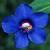 cblueflo1pimpernel