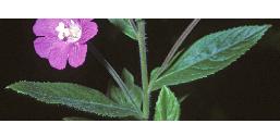 greatffol2willowherb