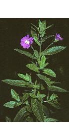 greatfforwillowherb