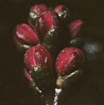 pspikedflobudcwatermilfoil