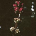 pspikedflowatermilfoil