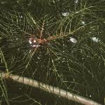 pspikedfol1watermilfoil