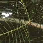 pspikedfol2watermilfoil