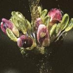pspikedfru1watermilfoil