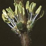 pspikedfru2watermilfoil