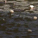 pwhitefloswaterlily