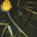 pyellowflobudcwaterlily