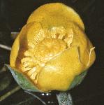 pyellowflowaterlily