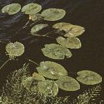 pyellowfolwaterlily