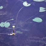 pyellowforwaterlily