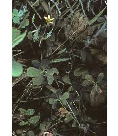 slenderfforyellowwoodsorrel