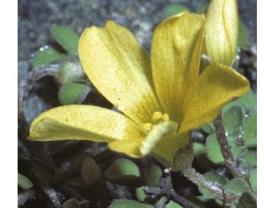 smallfflo1sleepingbeauty