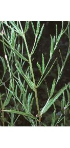 squarestemmedffol2willowherb