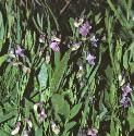 bitterffolvetch