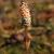 ccommonfru1horsetail