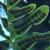 ccommonfrutpolypody