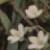 ccornflospurrey