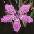 cdeptfordflopink