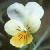 cfieldflopansy1