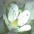 cfinefloleavedsandwort