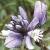 chalkflot1gentianmilkwort