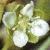 cheathflopearlwort