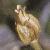 cheathfrupearlwort