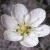 cknottedflopearlwort