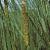 clesserflobulrush