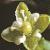 cmossyflo1pearlwort