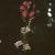 cspikedflowatermilfoil