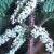 cstingingflosfemalenettle1a