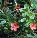 fscarletfor1pimpernel