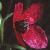 fbristlyflotpoppy