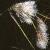fcommonfrutcottongrass