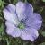 fcultivatedflotflax