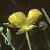 fgreatercolflospearwort1a