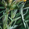 fieldffolcowwheat