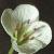 flargeflotbittercress