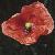 flongflotheadedpoppy