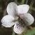 fmarshflot1violet1
