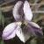 fpaleflot1heathviolet