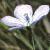 fpaleflotflax