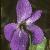 fsweetflot2violet