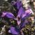 heathflotmilkwort
