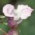 himalayanflotbalsam1