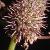 ptubularfru2waterdropwort