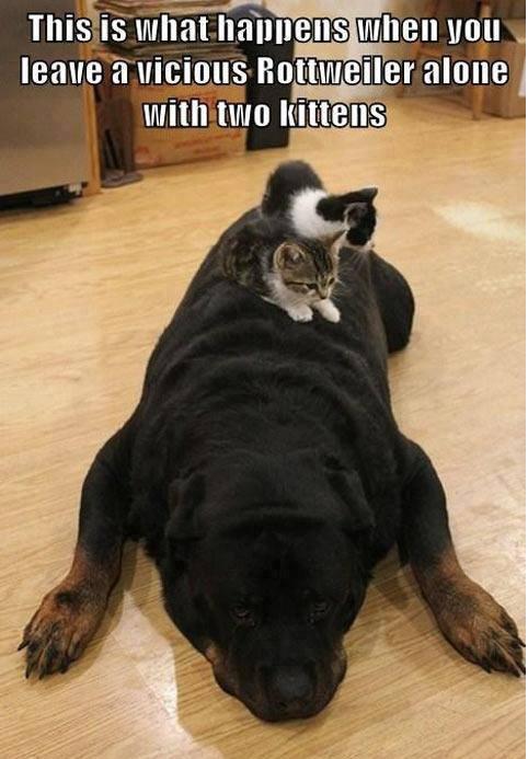rottweilerwithkittens